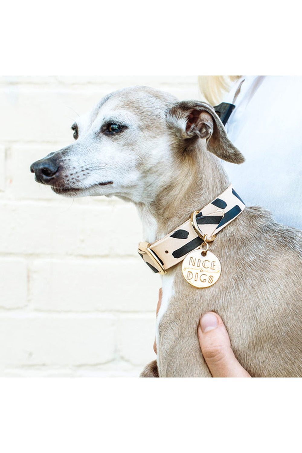 NICE DIGS TIGGY DOG COLLAR