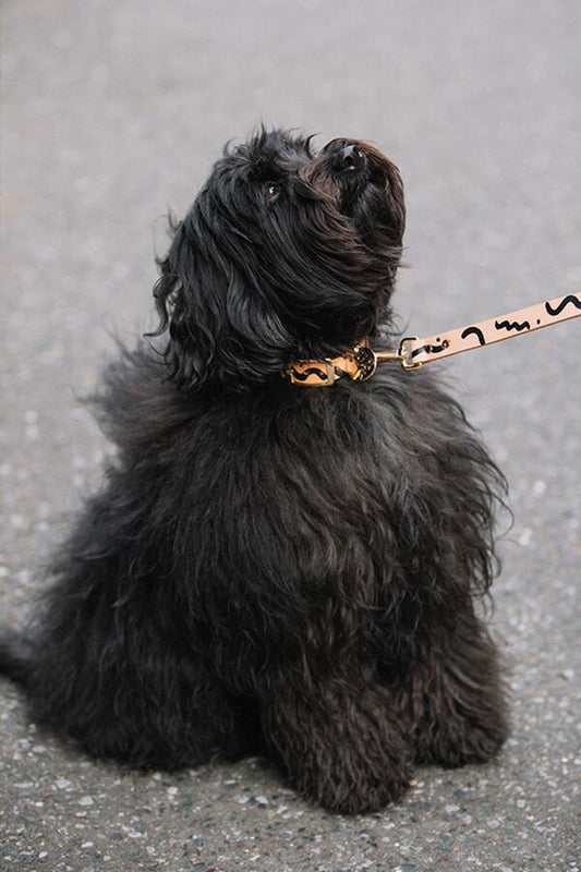 NICE DIGS ZIGGY DOG COLLAR