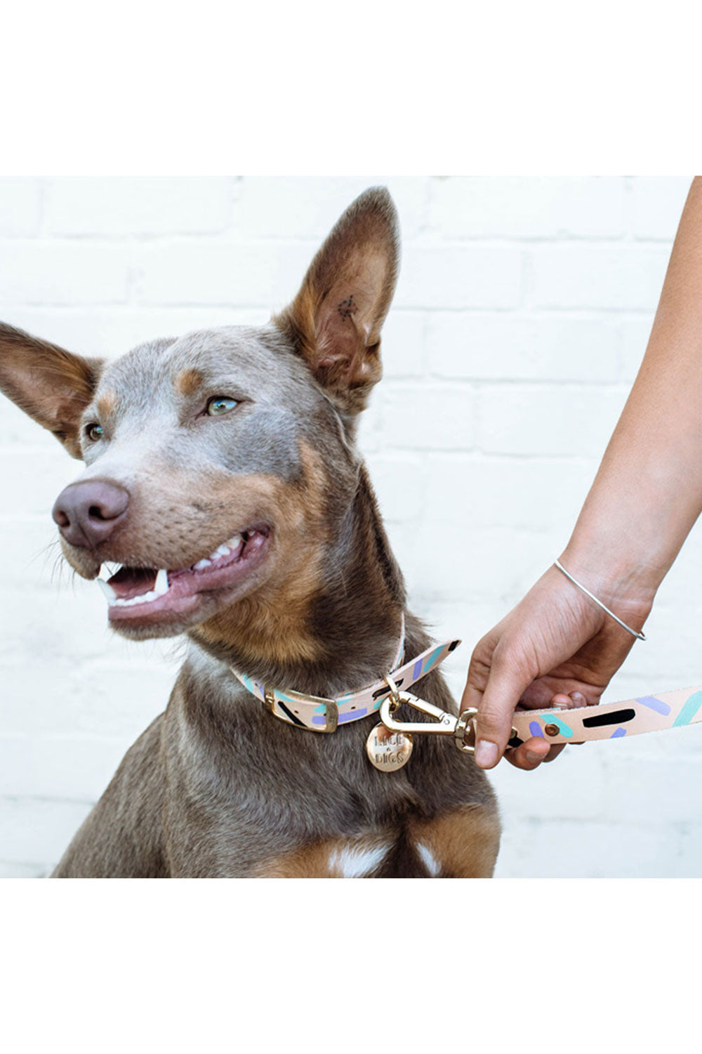 NICE DIGS TIGGY DOG COLLAR