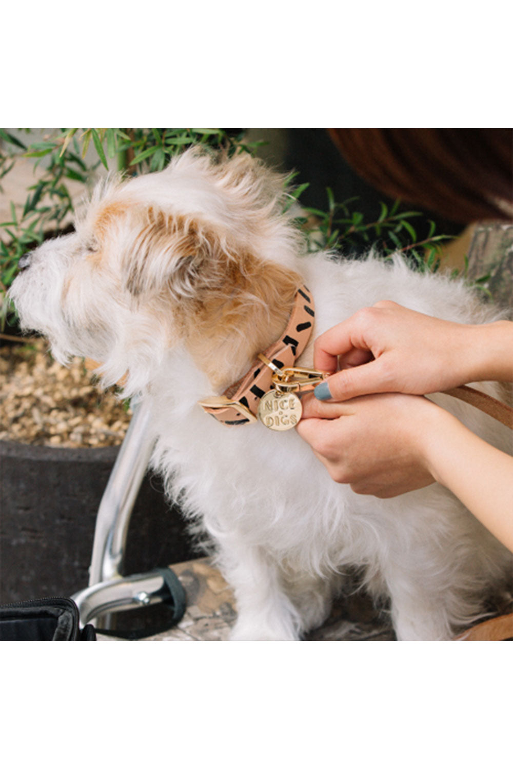 NICE DIGS TIGGY DOG COLLAR