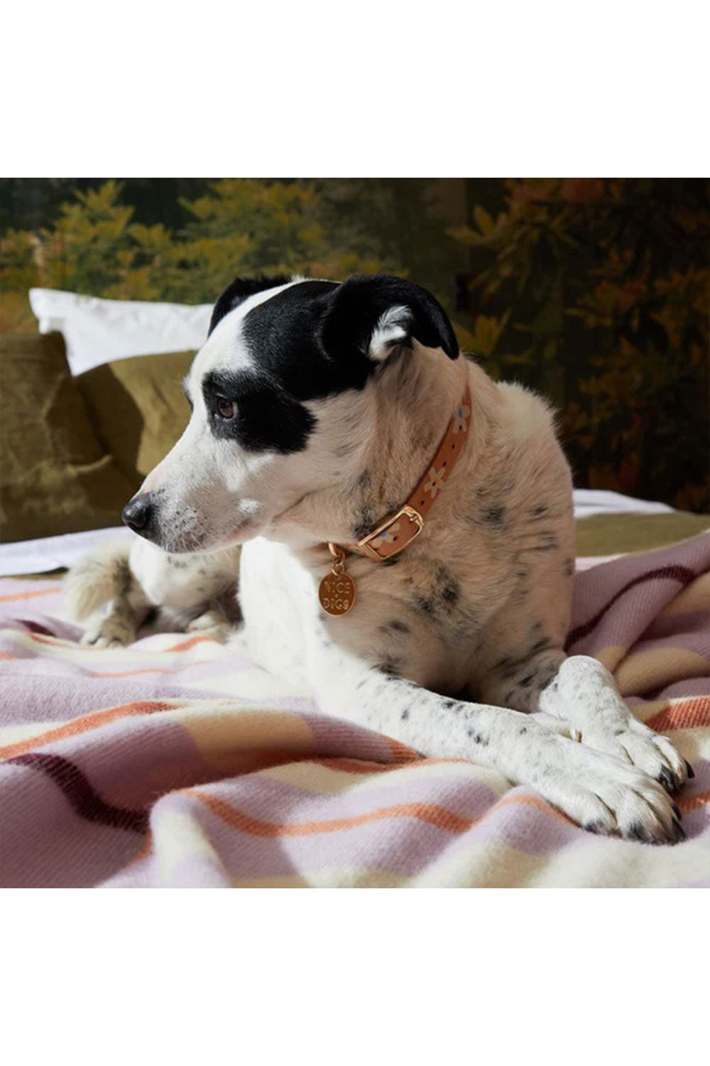 NICE DIGS POSIE DOG CALLAR