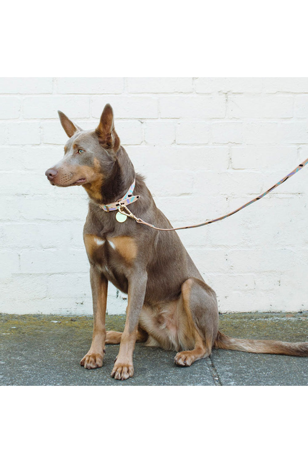 NICE DIGS TIGGY DOG LEASH
