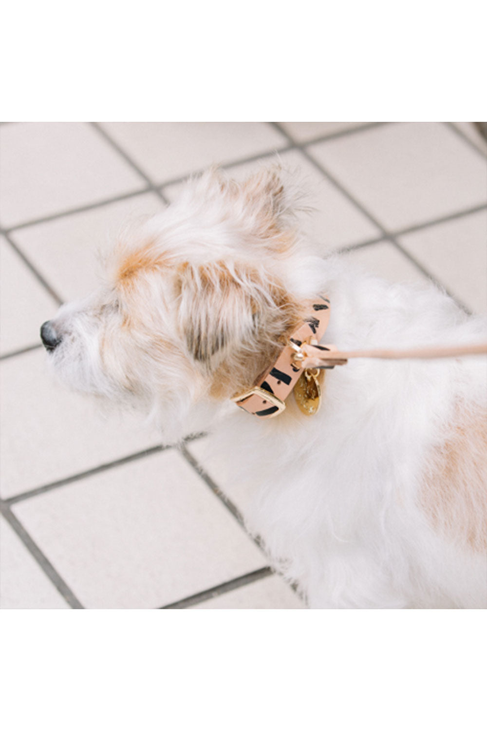 NICE DIGS TIGGY DOG COLLAR