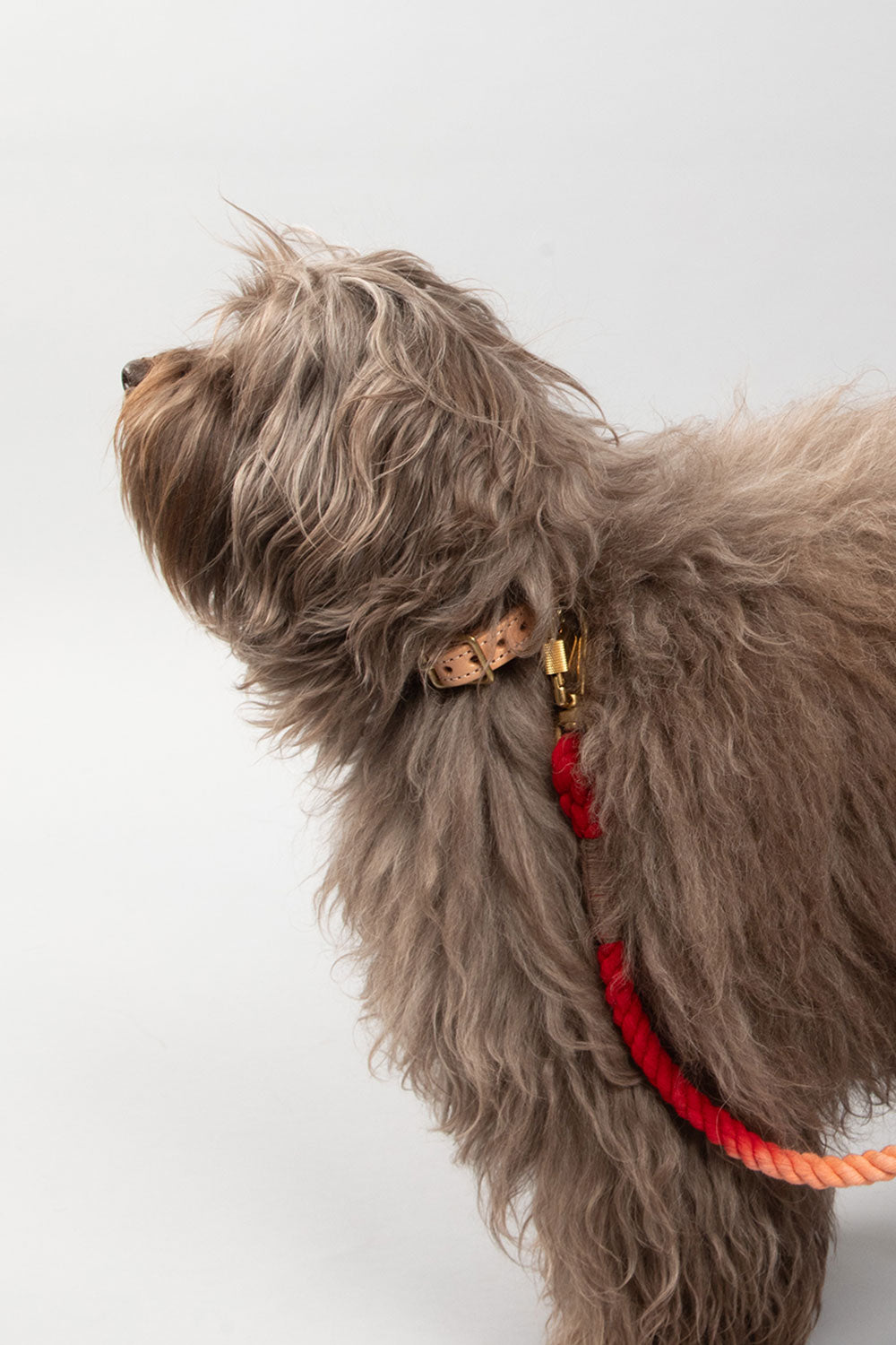 FOUND MY ANIMAL UP-CYCLED ROPE CAT & DOG COLLAR - NANTUCKET