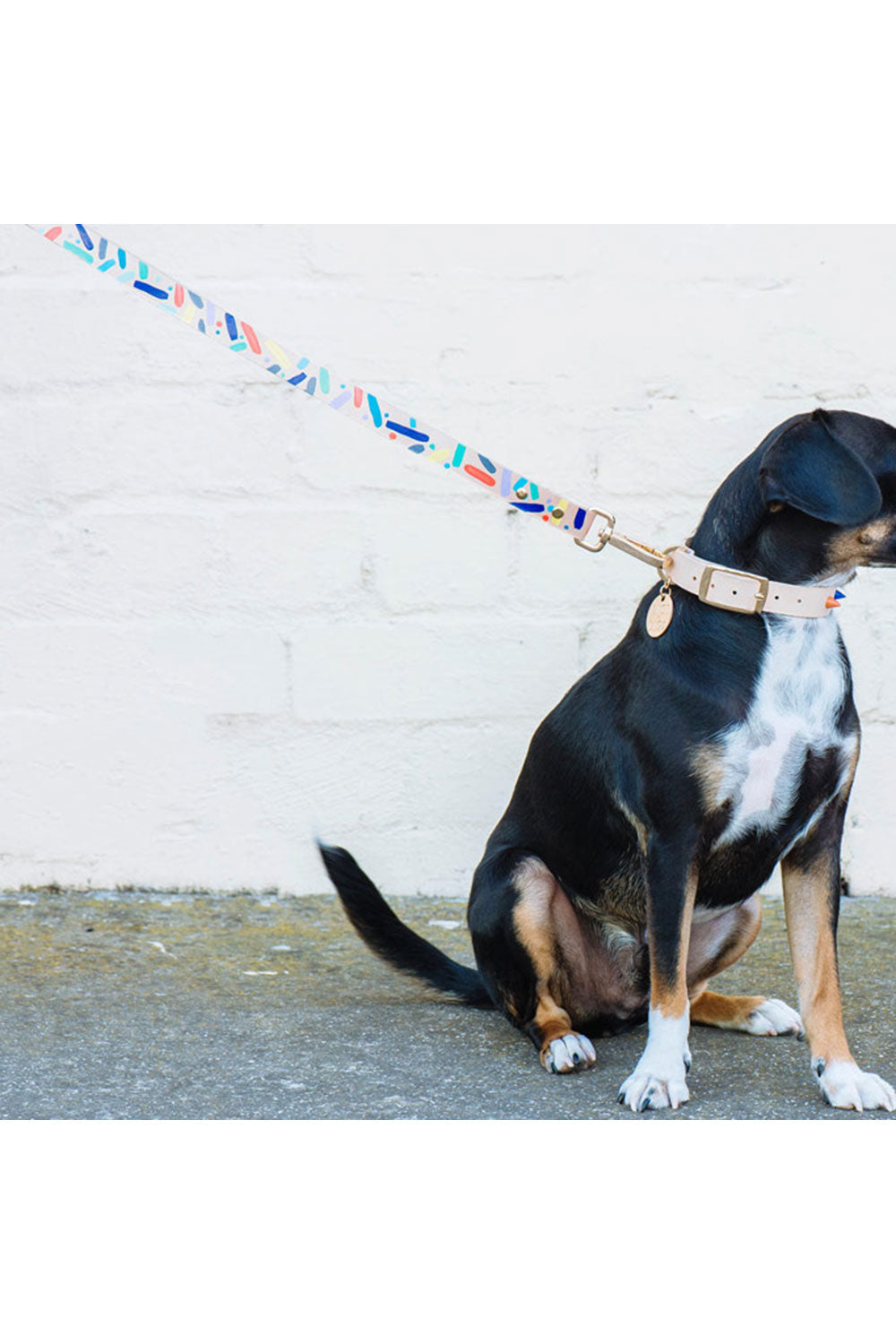 NICE DIGS CONFETTI DOG LEASH