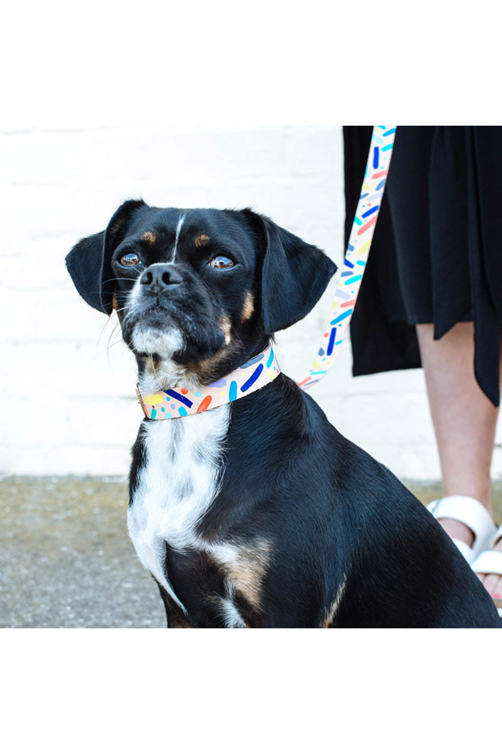 NICE DIGS CONFETTI DOG COLLAR