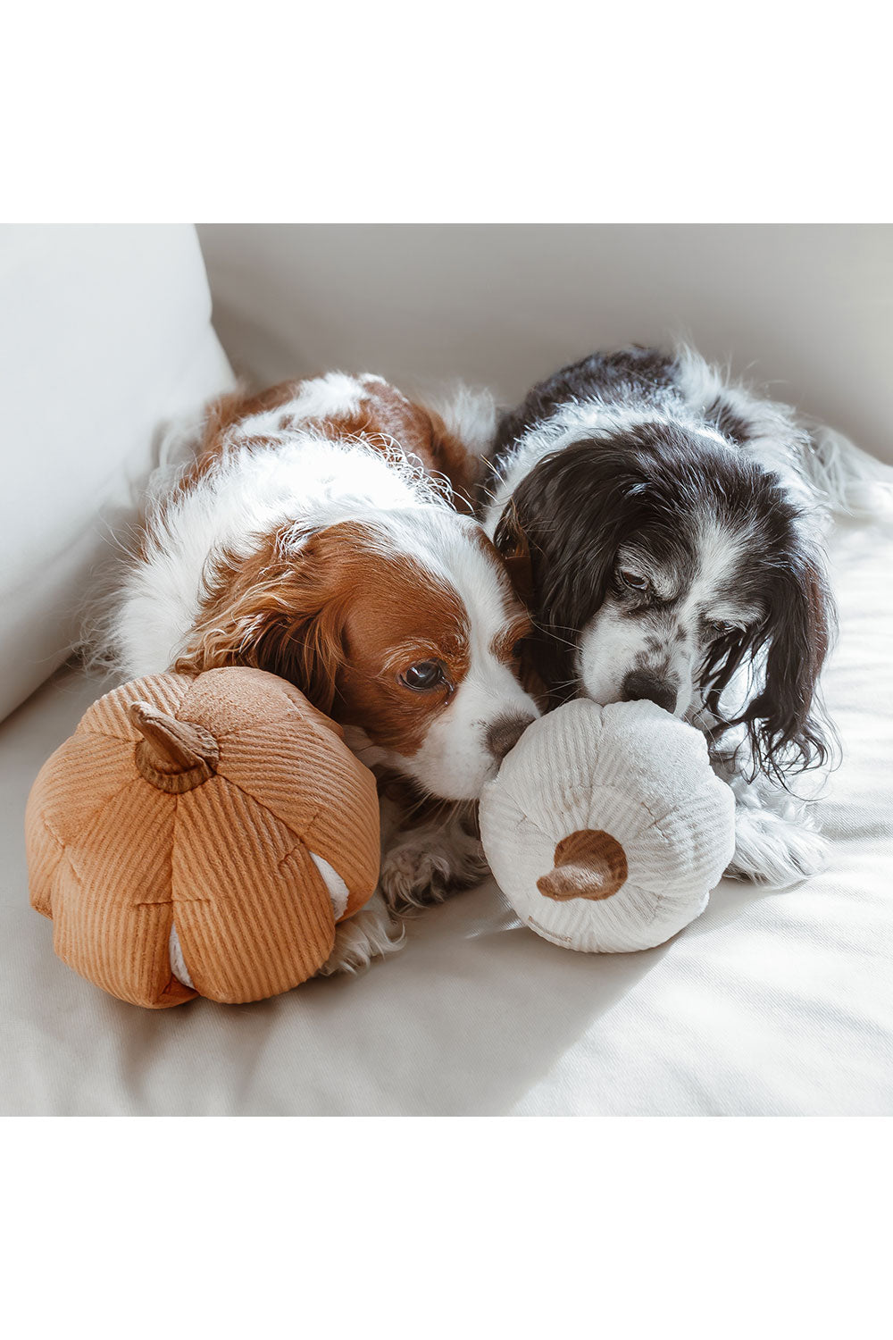 Lambwolf Collective CINDERELLA