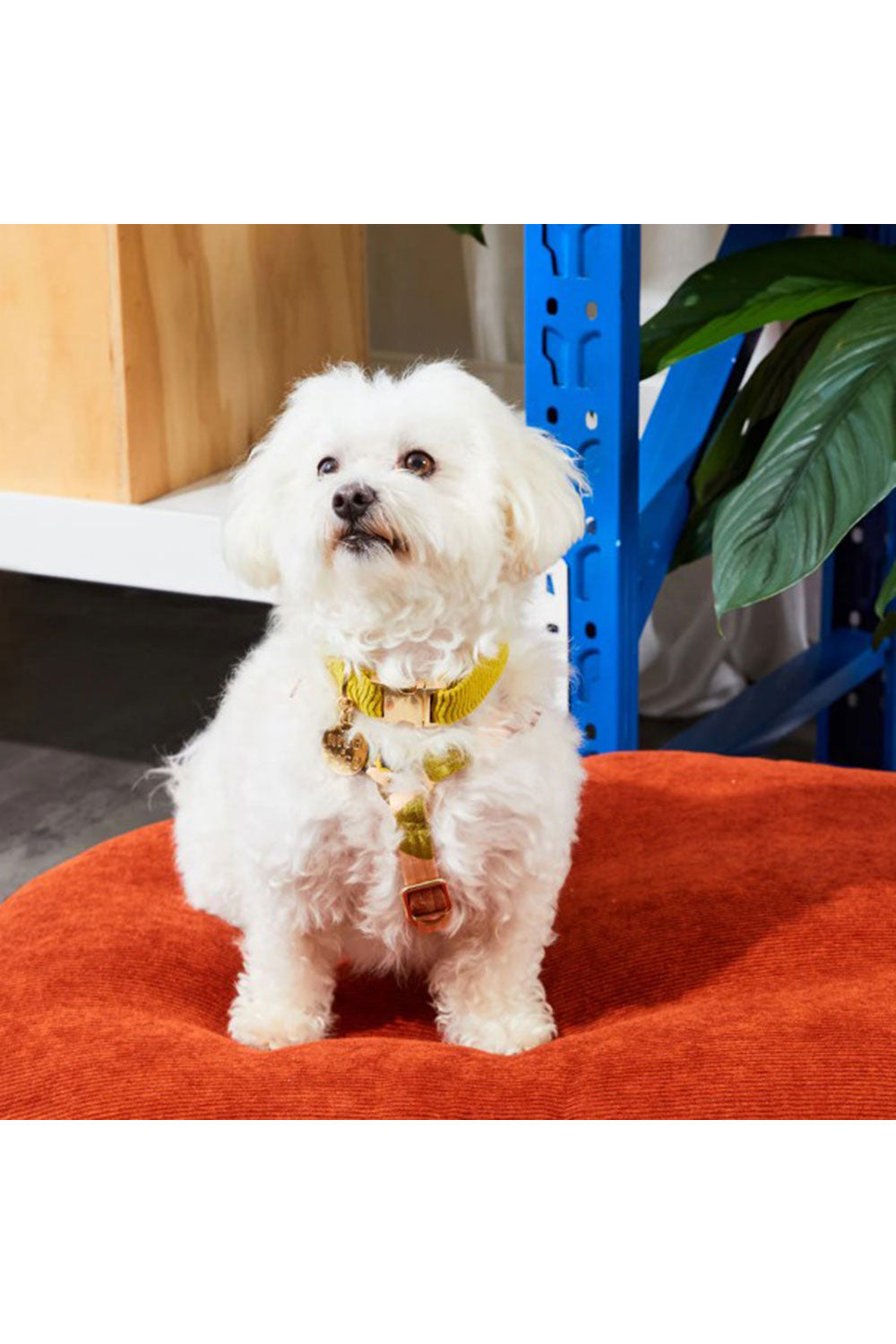 NICE DIGS CORD DOG CALLAR
