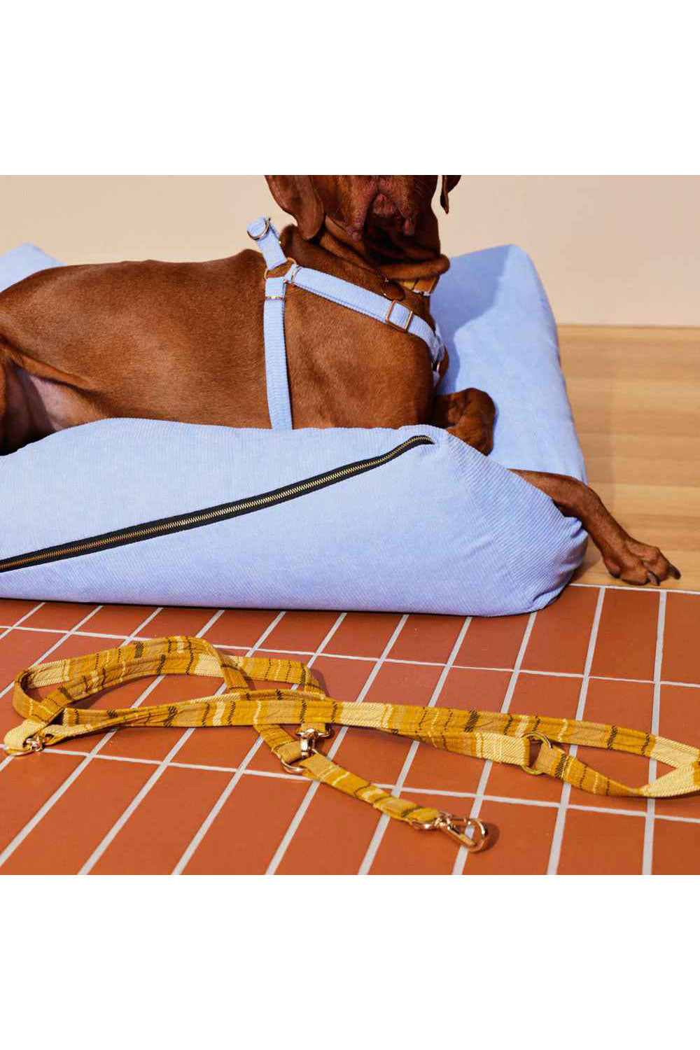 NICE DIGS COLONEL MUSTARD ADJUSTABLE DOG LEASH