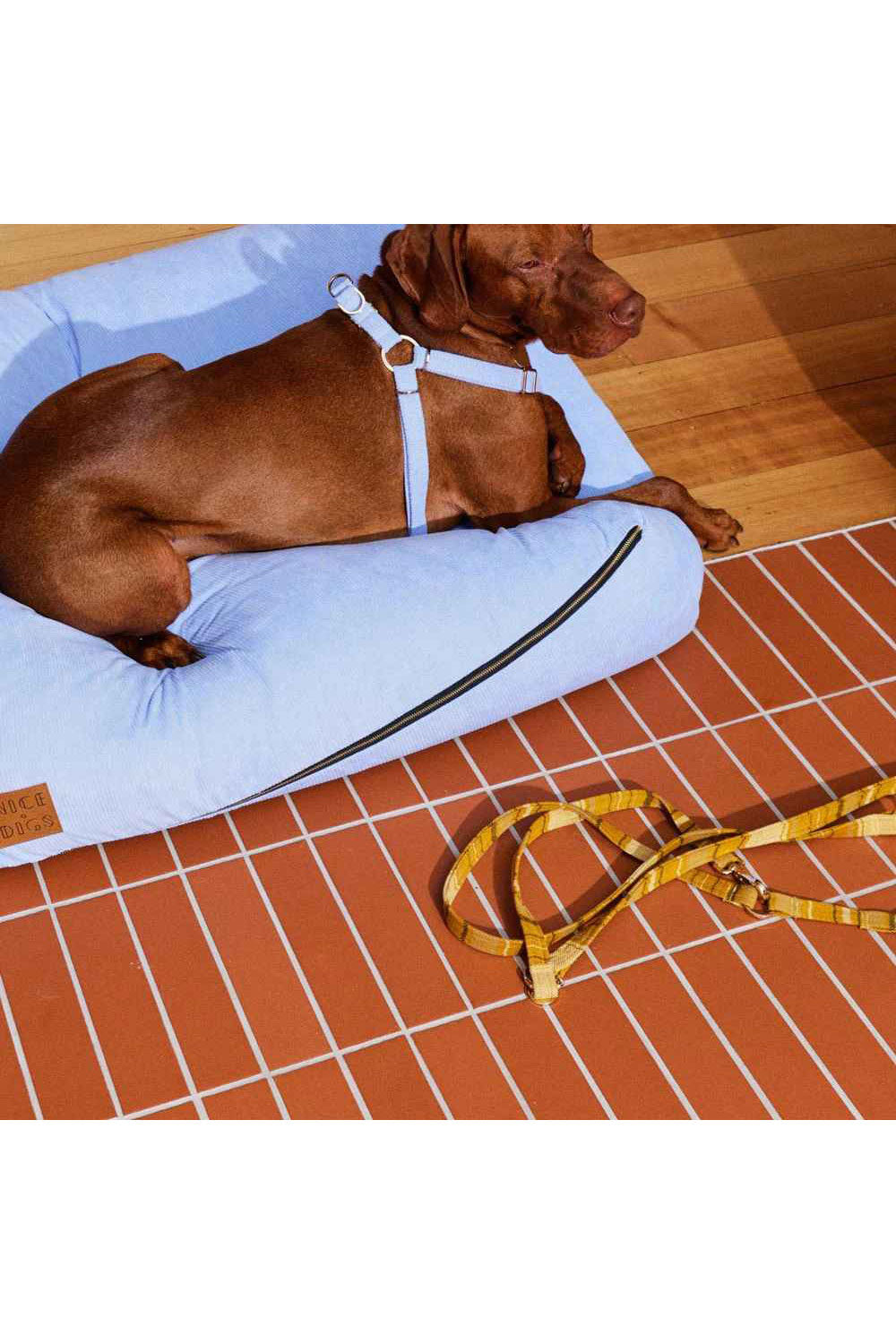 NICE DIGS COLONEL MUSTARD ADJUSTABLE DOG LEASH