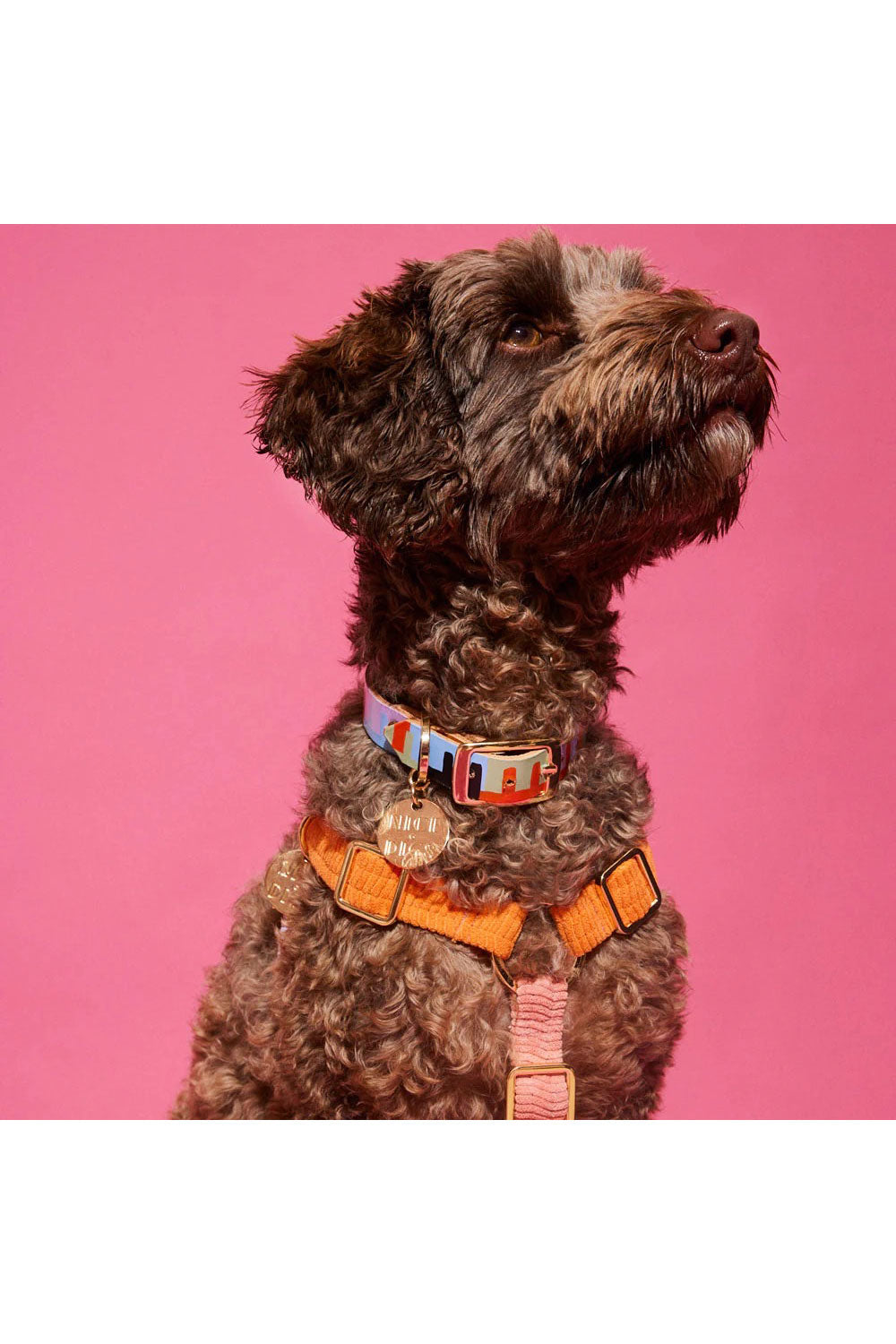 NICE DIGS LEVEL UP DOG COLLAR