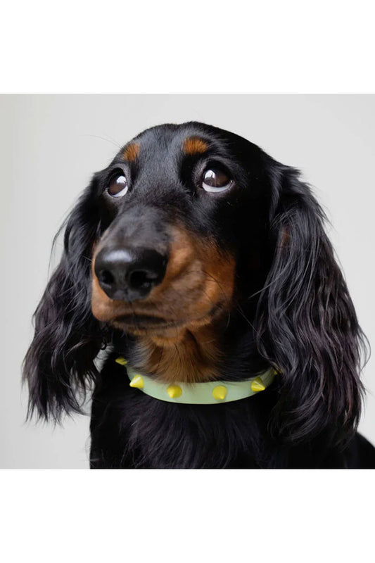 NICE DIGS SPIKE LEATHER DOG COLLAR