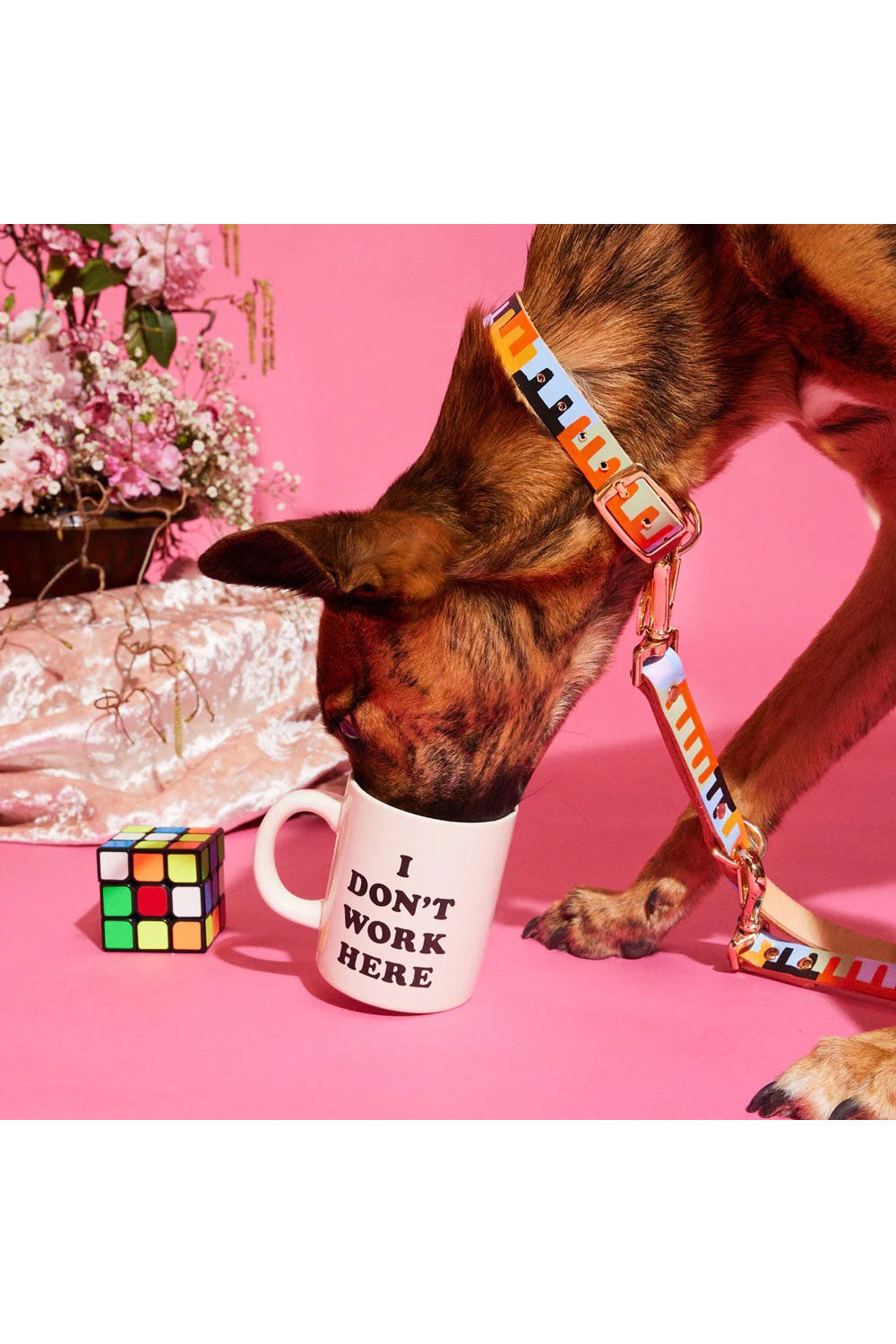 NICE DIGS LEVEL UP DOG COLLAR