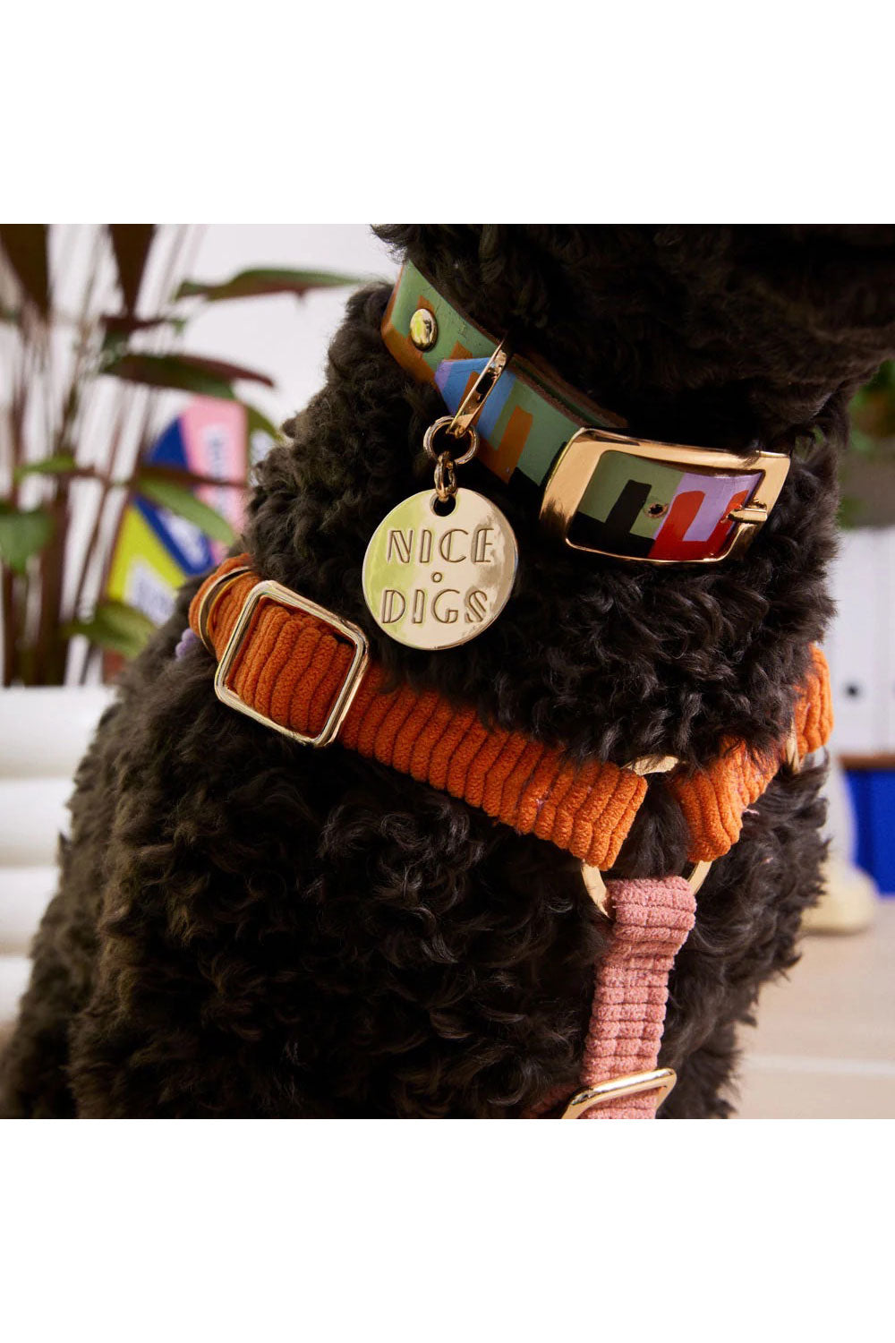 NICE DIGS LEVEL UP DOG COLLAR