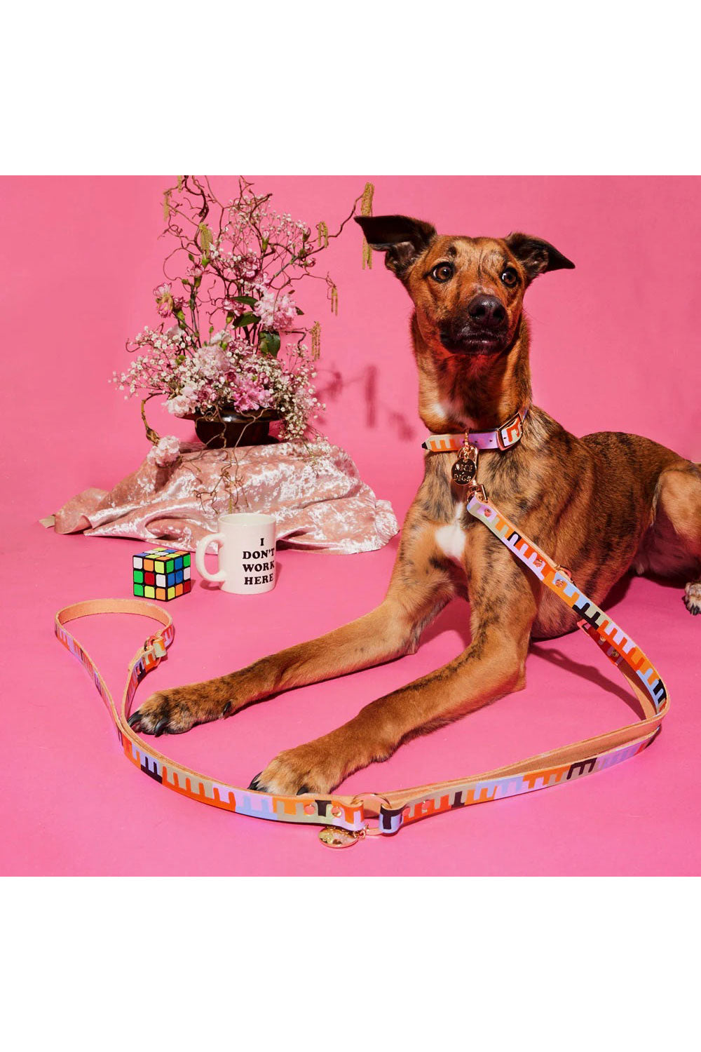 NICE DIGS LEVEL UP DOG COLLAR