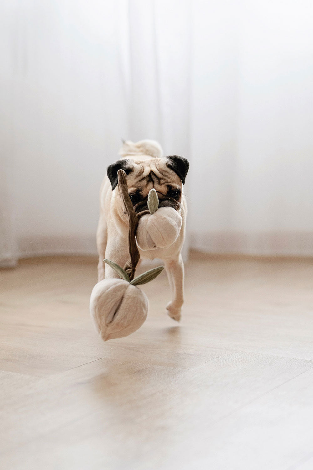 Lambwolf Collective MOMO snuffle peaches