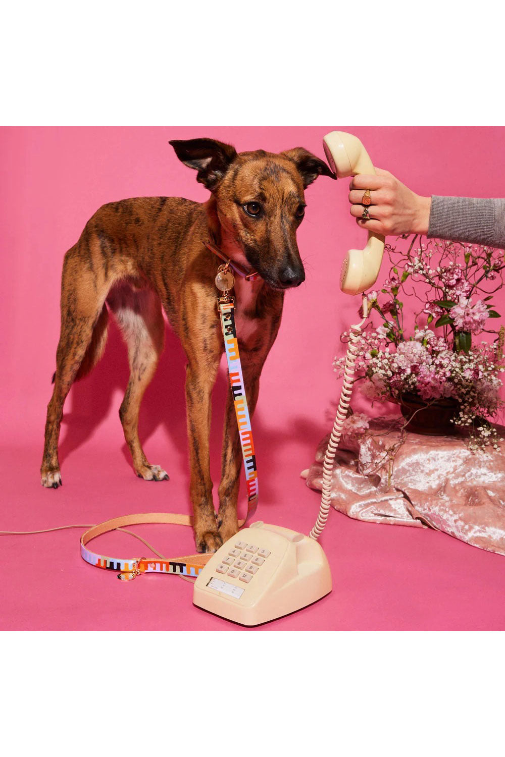 NICE DIGS LEVEL UP DOG LEASH