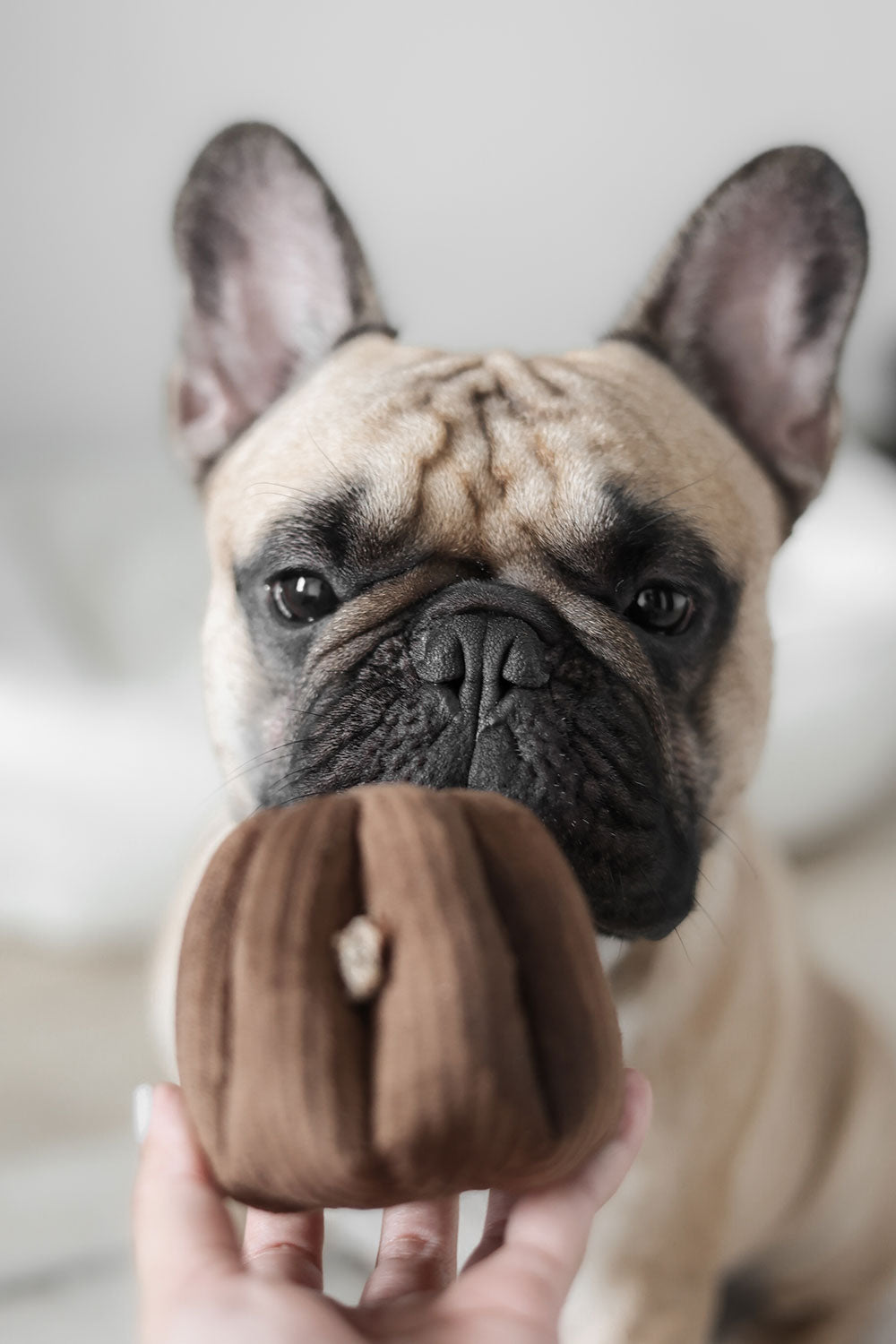 Lambwolf Collective CANELE squeaky + snuffle