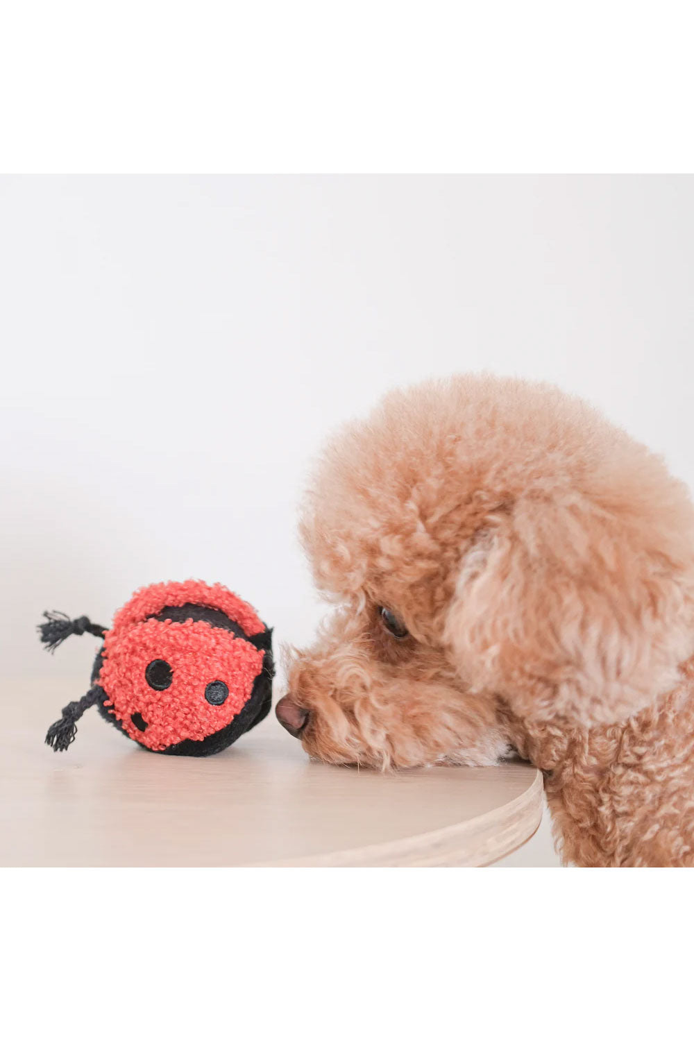 Lambwolf Collective LADYBUG POP SQUEAKY + BOUNCY