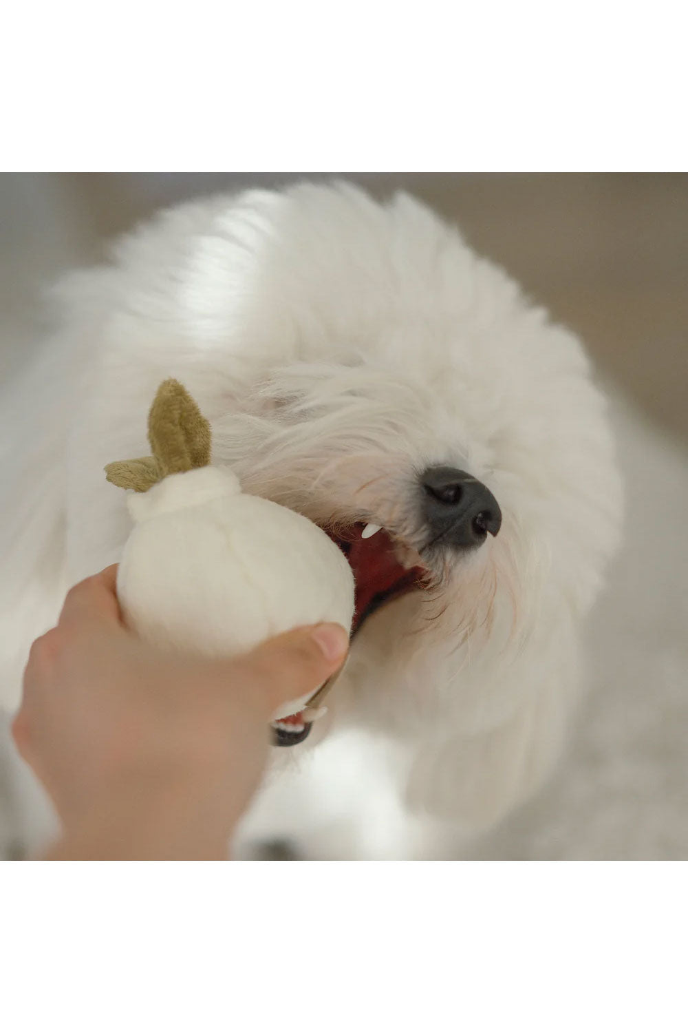 Lambwolf Collective GARLIC POP bouncy + squeaky