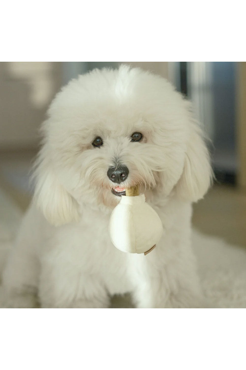 Lambwolf Collective GARLIC POP bouncy + squeaky