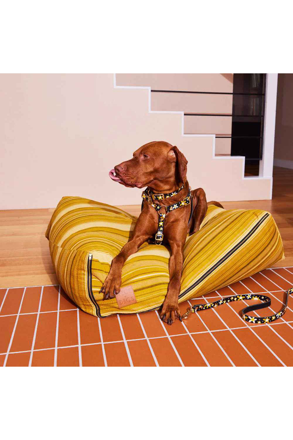 NICE DIGS POSIE DOG CALLAR