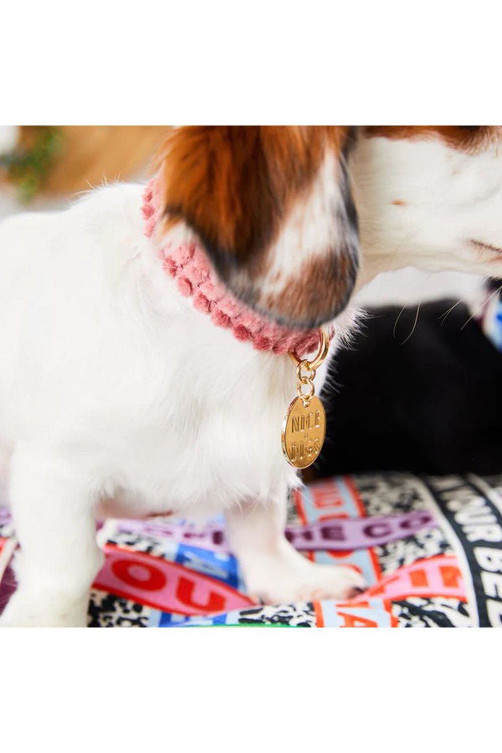 NICE DIGS JUMBO CORD DOG COLLAR