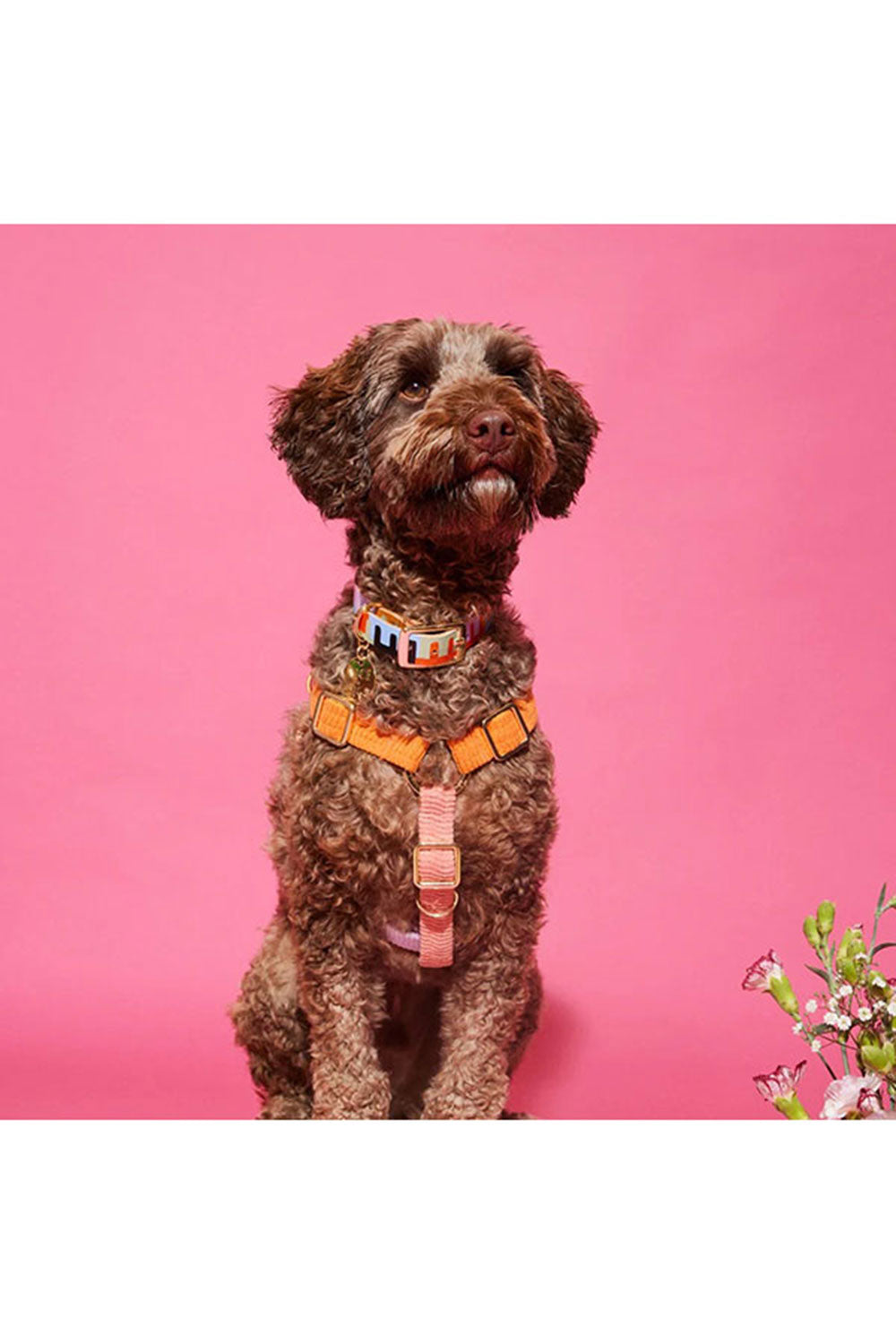 NICE DIGS CORD NON-PULL DOG HARNESS