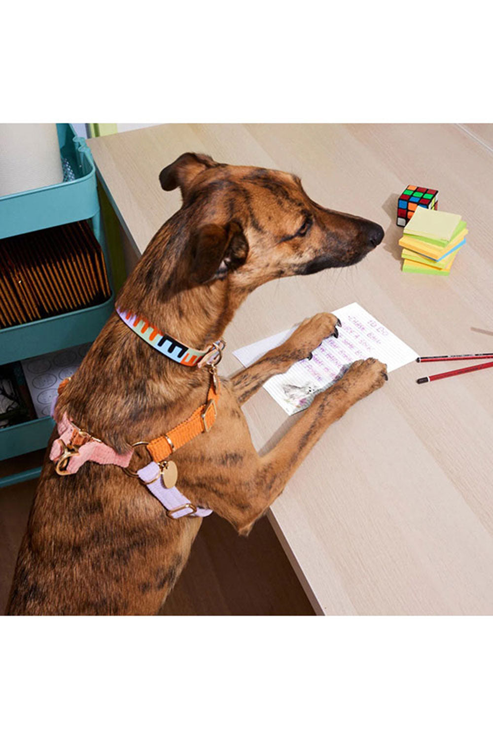 NICE DIGS CORD NON-PULL DOG HARNESS