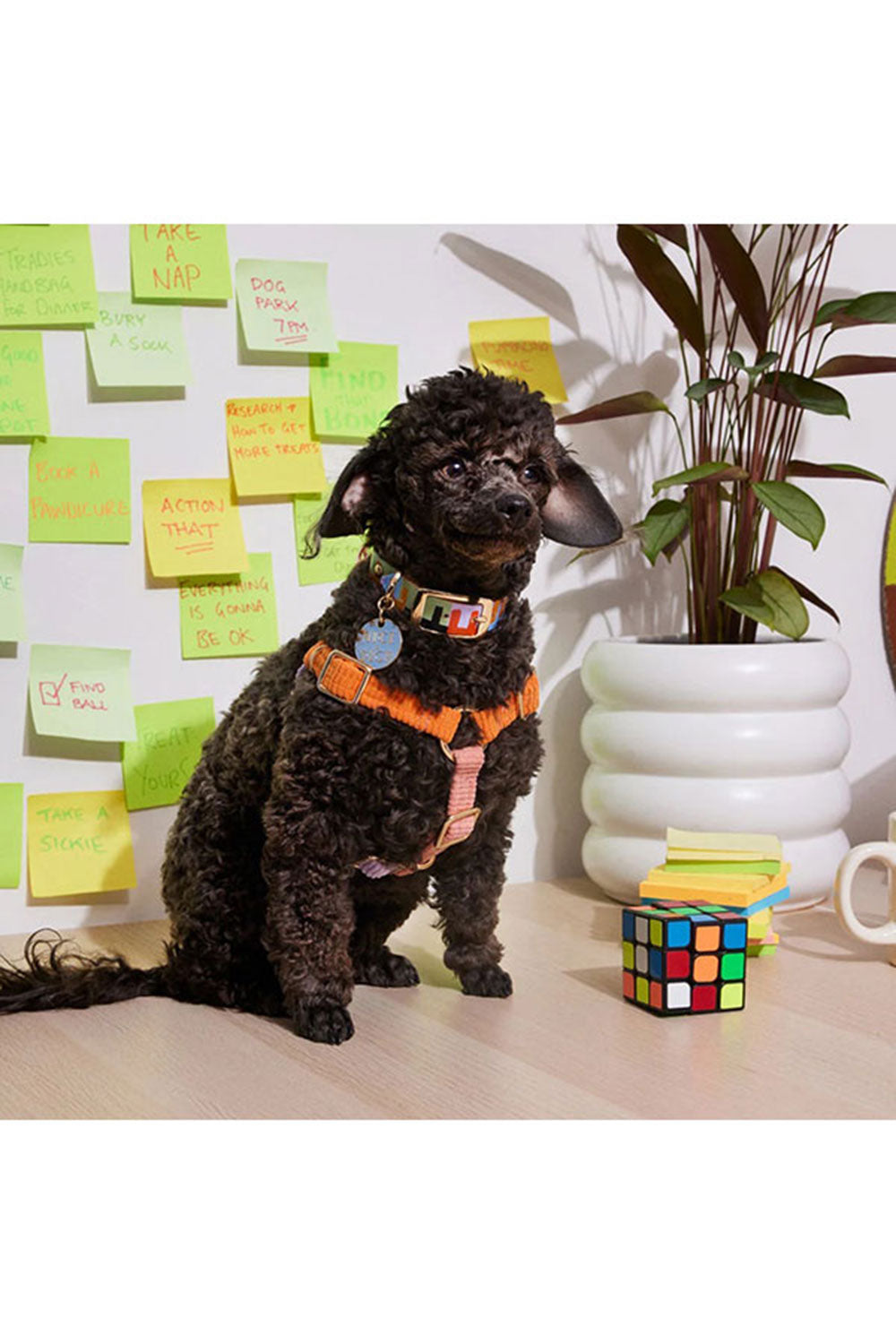 NICE DIGS CORD NON-PULL DOG HARNESS