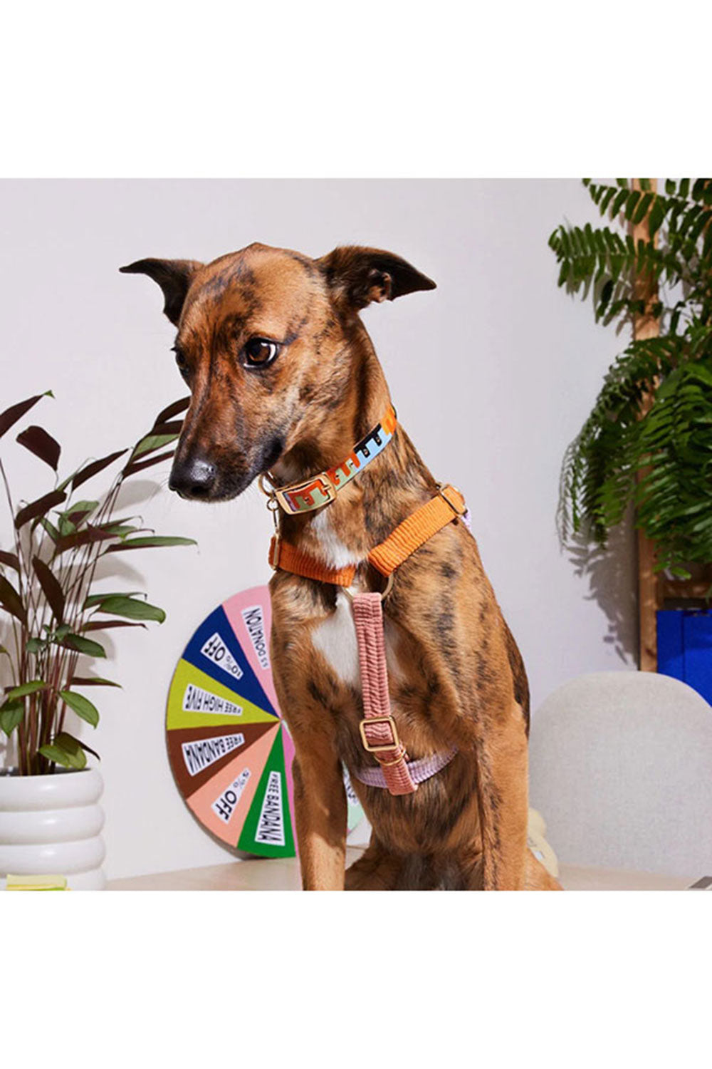 NICE DIGS CORD NON-PULL DOG HARNESS