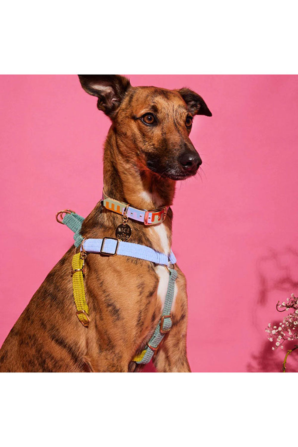 NICE DIGS CORD NON-PULL DOG HARNESS