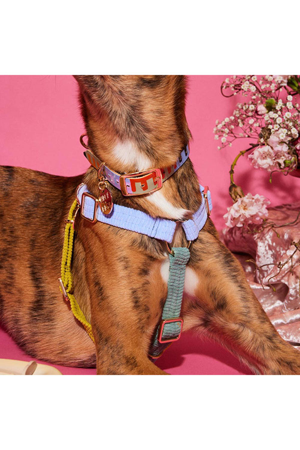 NICE DIGS CORD NON-PULL DOG HARNESS