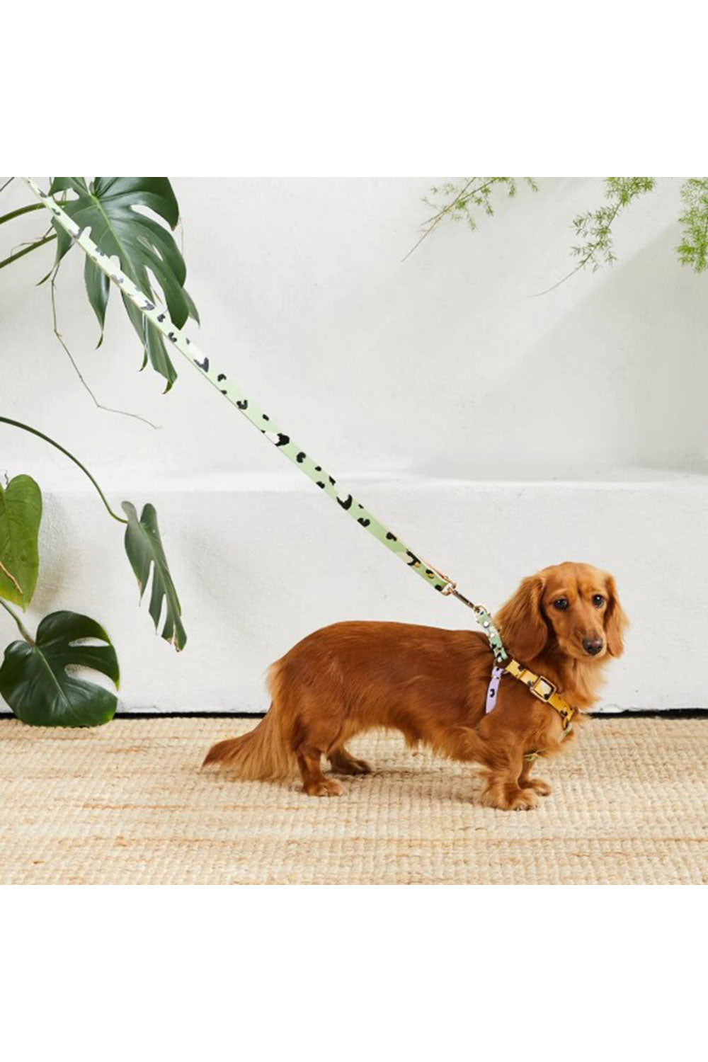 NICE DIGS ANIMAL DOG LEASH