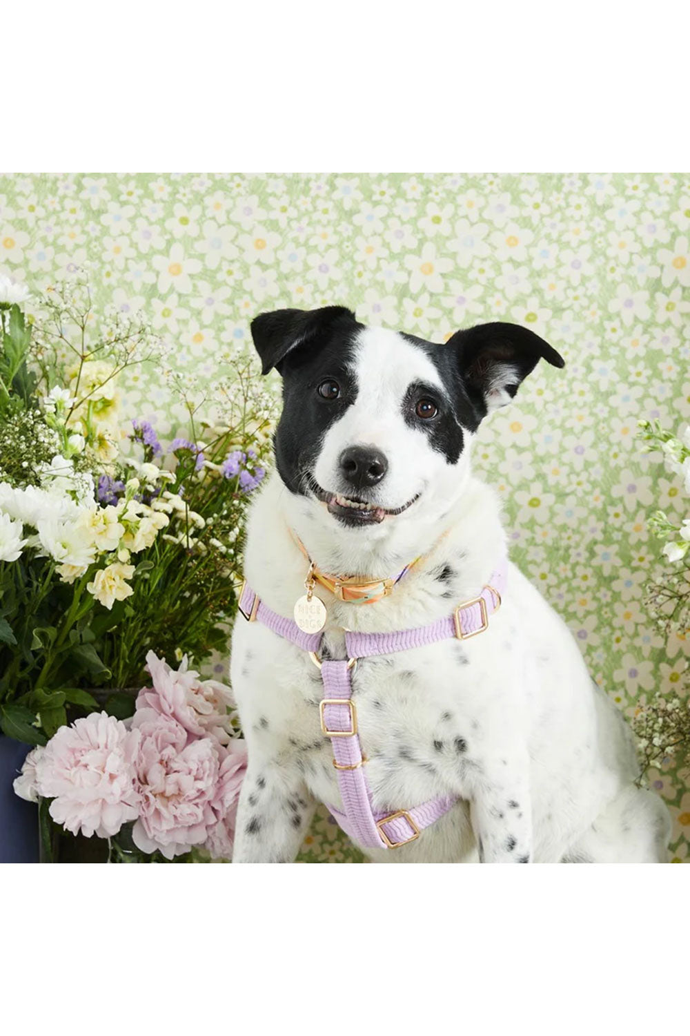 NICE DIGS CORD NON-PULL DOG HARNESS