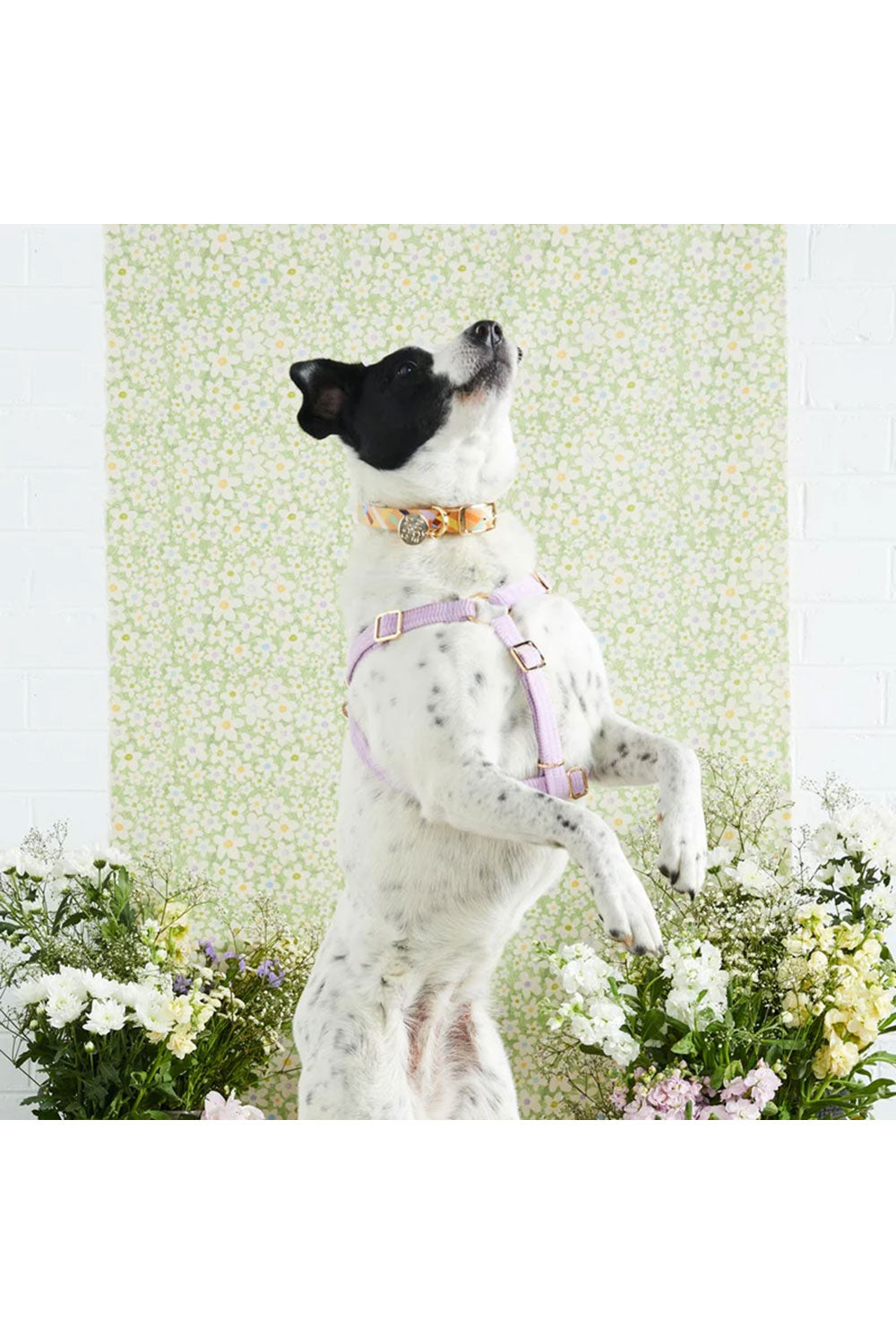 NICE DIGS CORD NON-PULL DOG HARNESS