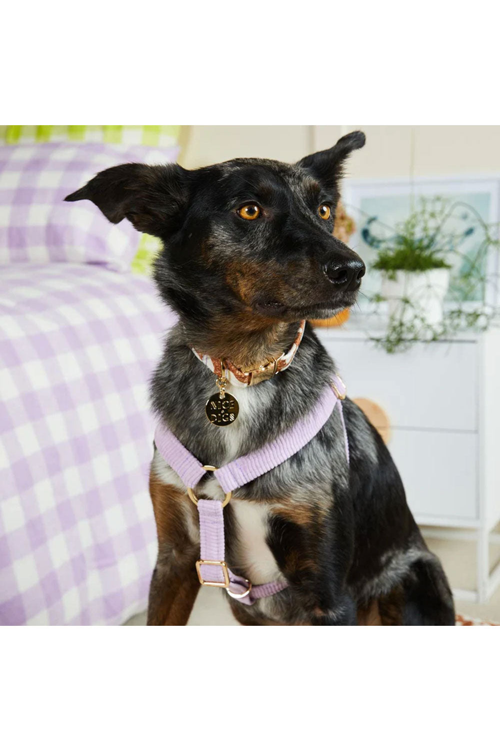 NICE DIGS CORD NON-PULL DOG HARNESS