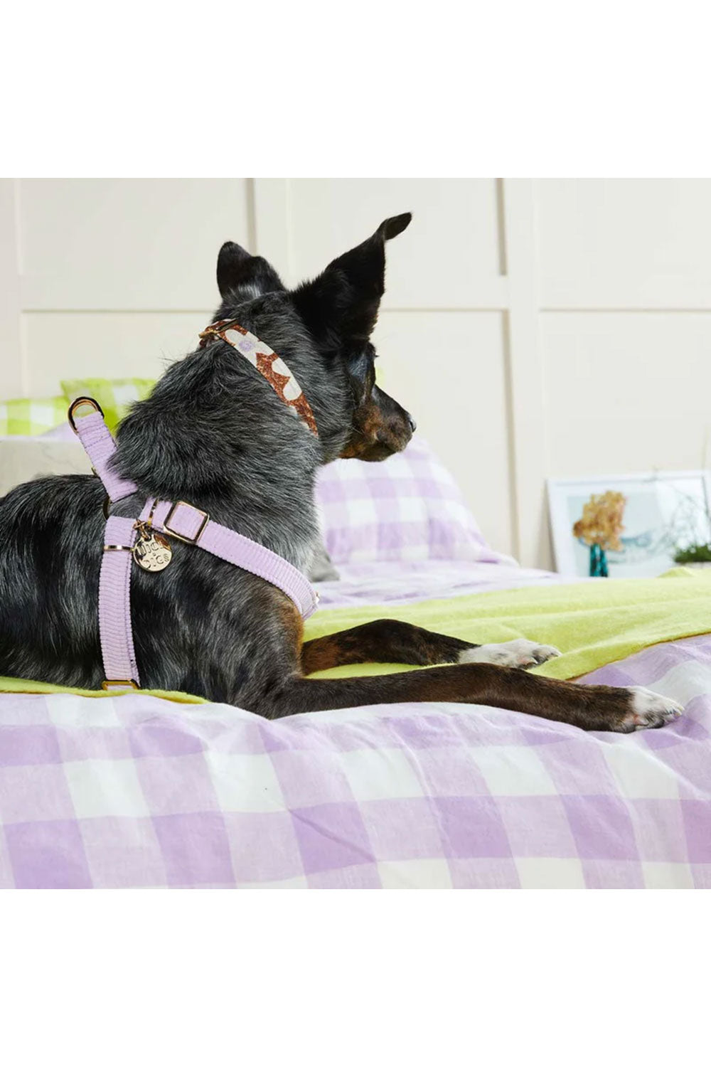 NICE DIGS CORD NON-PULL DOG HARNESS