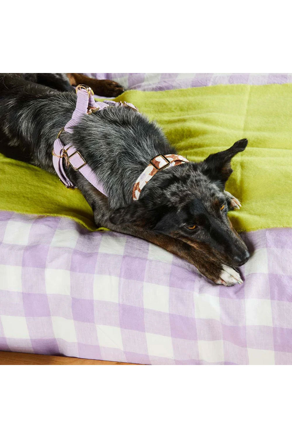 NICE DIGS CORD NON-PULL DOG HARNESS