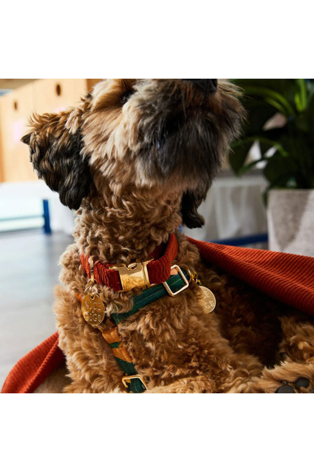 NICE DIGS CORD DOG CALLAR