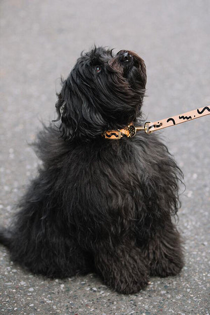 NICE DIGS ZIGGY DOG COLLAR