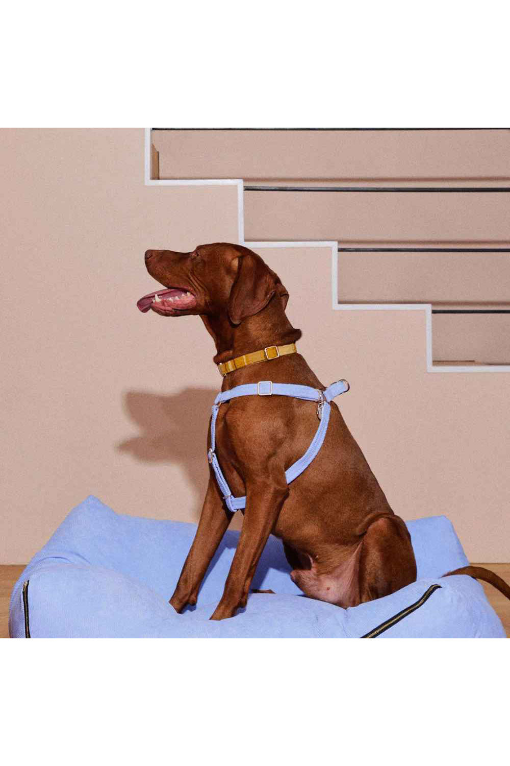 NICE DIGS COLONEL MUSTARD DOG COLLAR