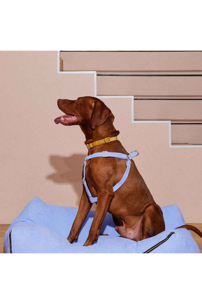 NICE DIGS COLONEL MUSTARD DOG COLLAR