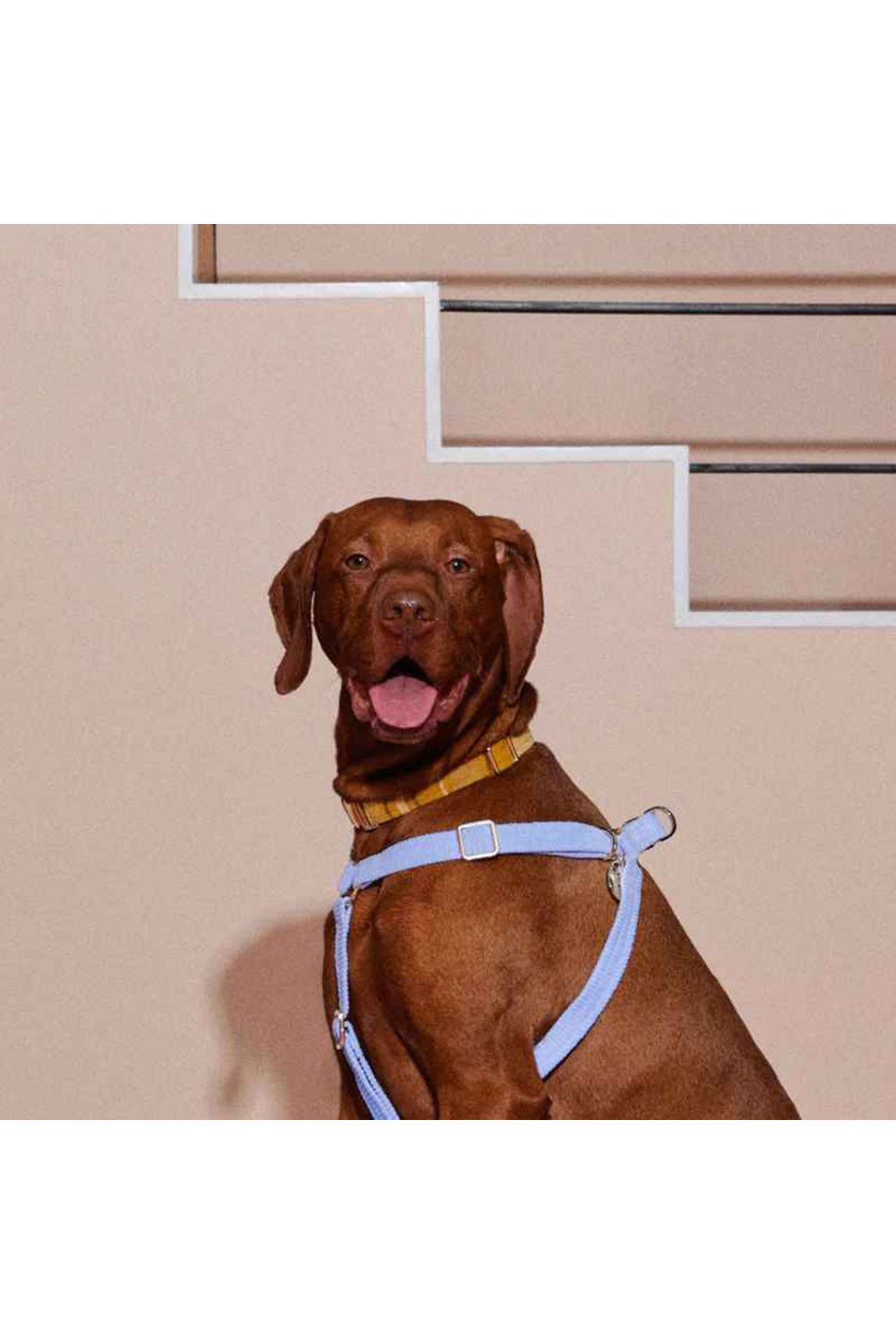 NICE DIGS COLONEL MUSTARD DOG COLLAR