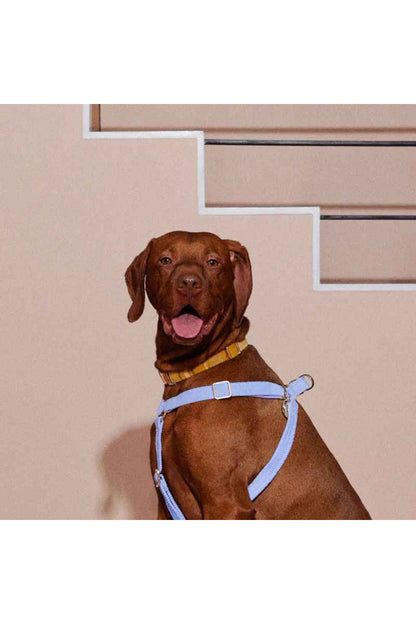 NICE DIGS COLONEL MUSTARD DOG COLLAR