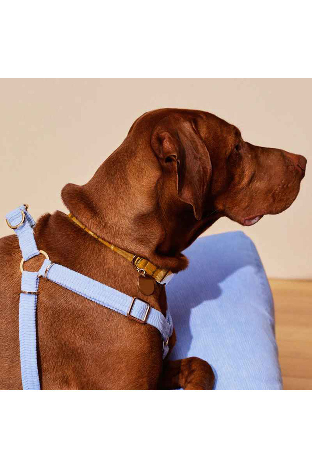 NICE DIGS COLONEL MUSTARD DOG COLLAR