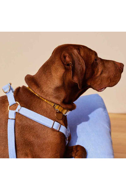 NICE DIGS COLONEL MUSTARD DOG COLLAR