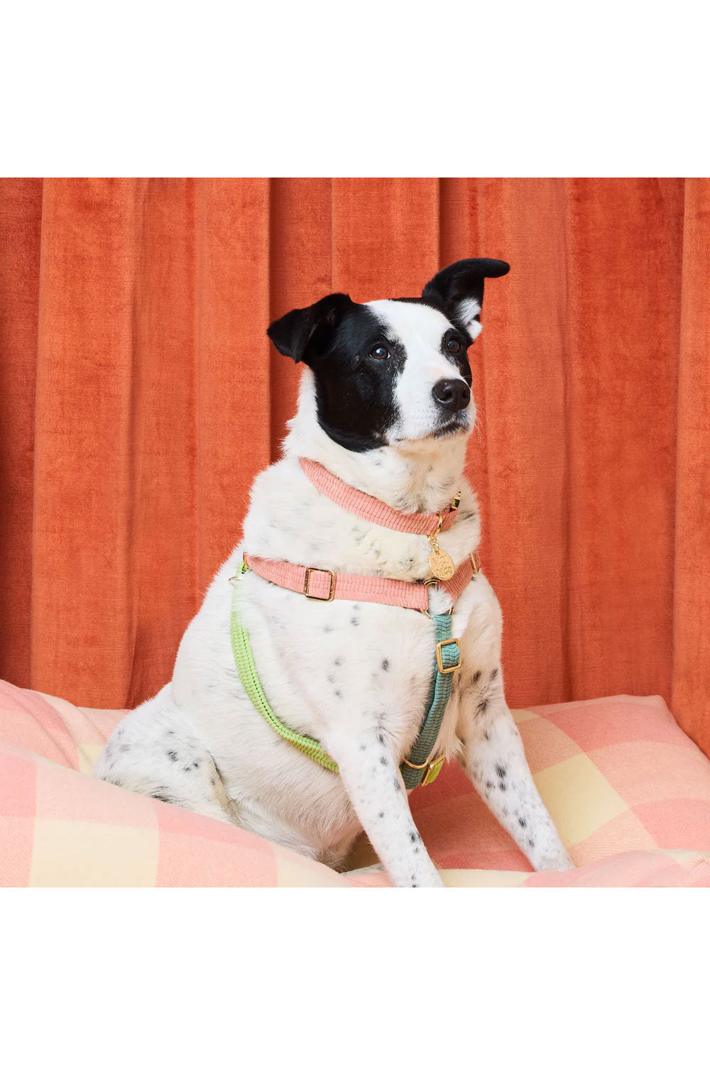 NICE DIGS CORD NON-PULL DOG HARNESS