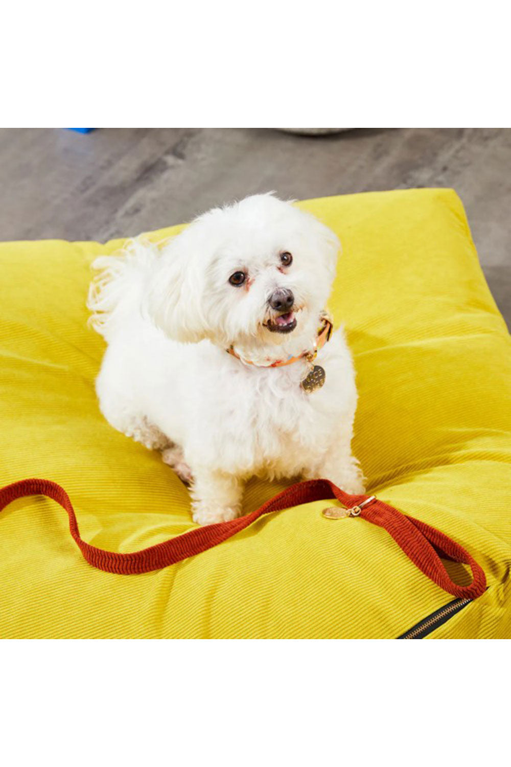 NICE DIGS CORD DOG LEASH