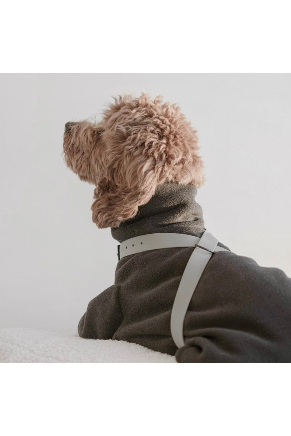 Lambwolf Collective OTTO